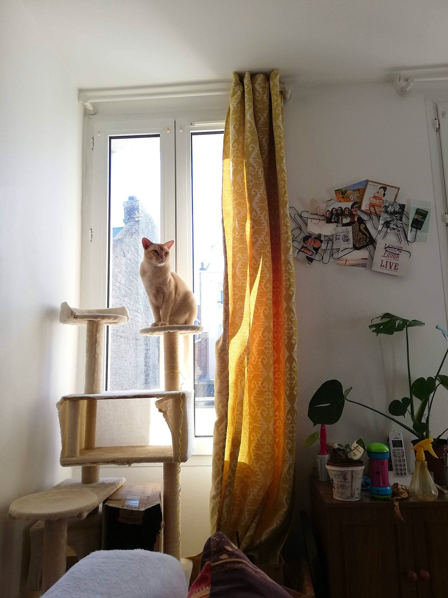 Ogham a rejoint le concours — aidez-le/la à gagner de superbes lots ! carnivore, cat, comfort, curtain, felidae, fixture, floor, flooring, hardwood, houseplant, interior_design, plant, shade, small_to_medium_sized_cats, textile, tints_and_shades, tree, window, window_treatment, wood