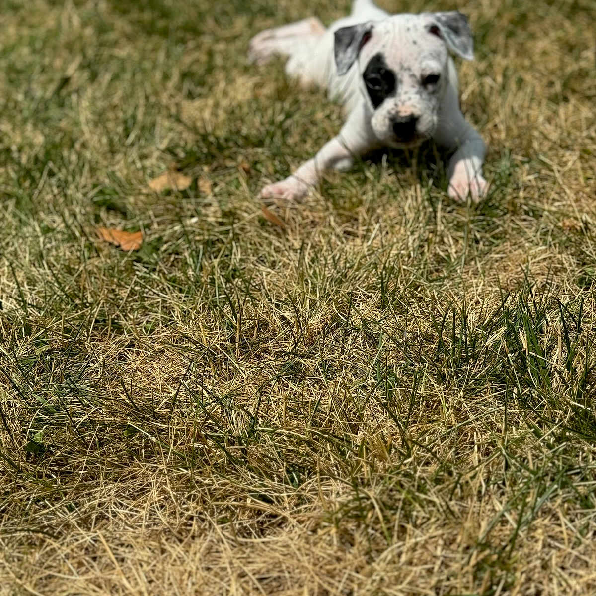 Dolly is registered to the contest to win money with this photo: animal, ball, boxer, bulldog, canine, dog, field, football, frenchbulldog, grass, hound, lawn, outdoors, pet, pitbull, plant, puppy, soccer, soccerball, sport
