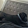 black_puppy, dog, bed, bedspread, collar, checkered_pattern, headboard, tufted, studs, indoor, pet, animal, lying_down, side_view, fur, cute, resting, domestic, comfort, relaxation