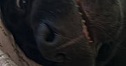 Boomer is registered to the contest to win money with this photo: dog, black_dog, close_up, nose, teeth, pet, animal, lying_down, blanket, pattern, indoor, cute, playful, relaxed, fur, snout, sleepy, whiskers, mouth, canine