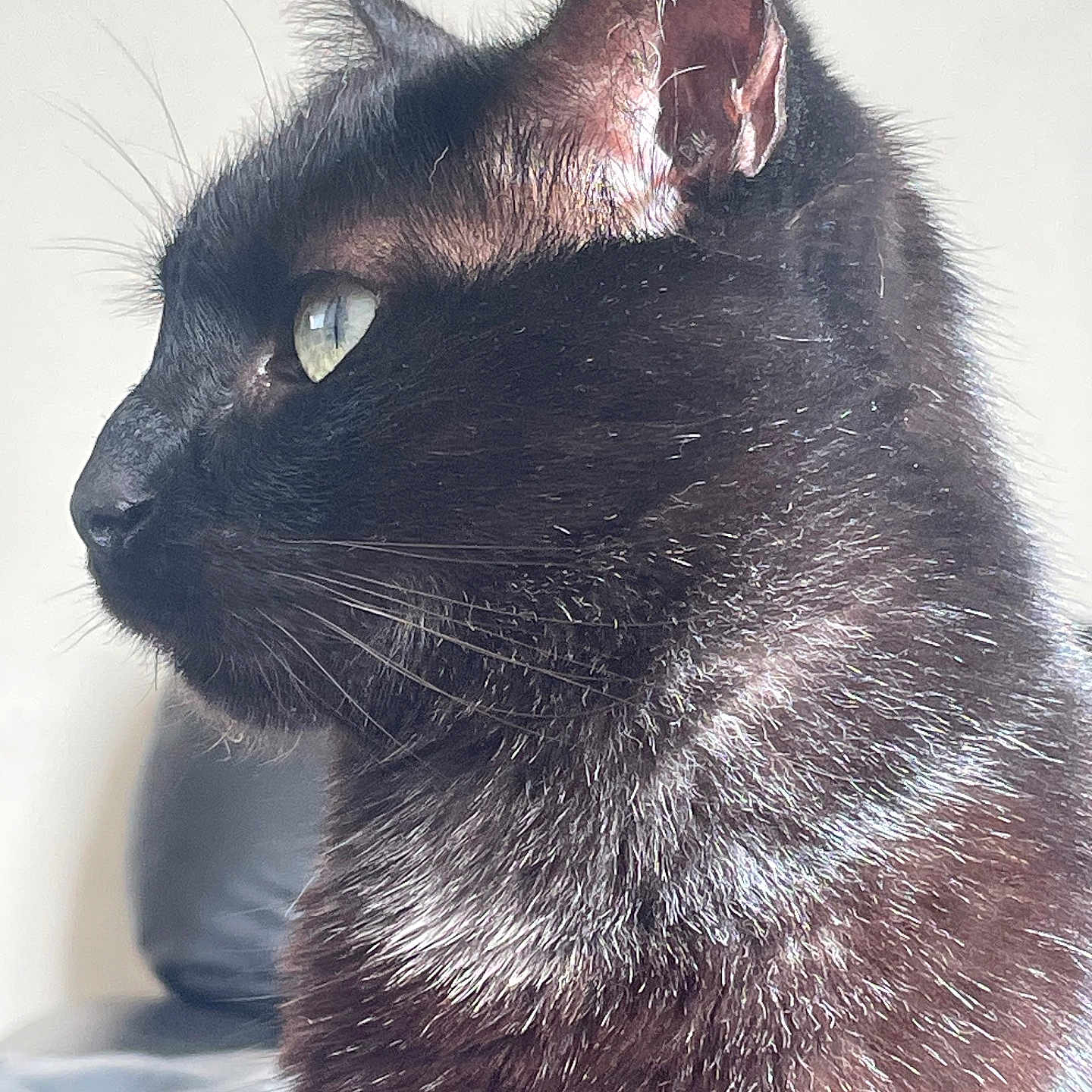 Sköll participe au concours pour gagner de l'argent avec cette photo : animal, black_cat, calm, cat, closeup, cute, domestic_cat, ear, eye, feline, fur, indoor, looking_away, mammal, pet, portrait, profile, soft_light, still_life, whiskers