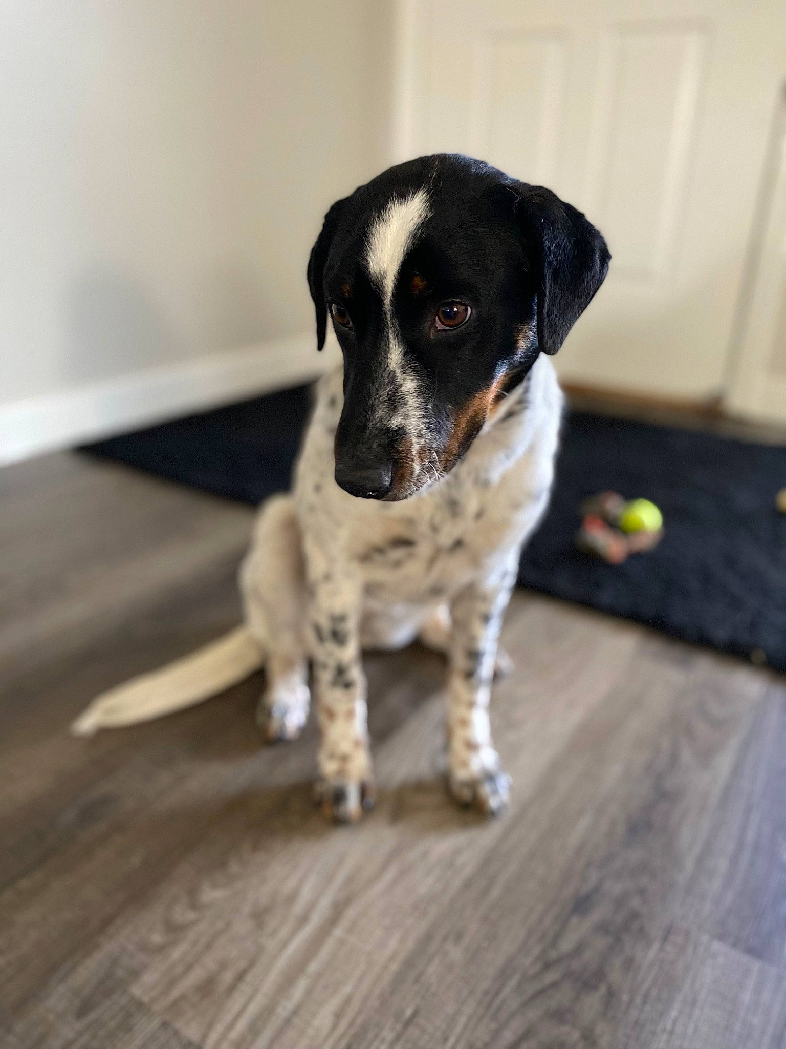 Tillie joined the competition — help win amazing prizes! bored, carnivore, companion_dog, dog, dog_breed, flooring, grey, gun_dog, hardwood, snout, sporting_group, wood, wood_flooring, working_animal