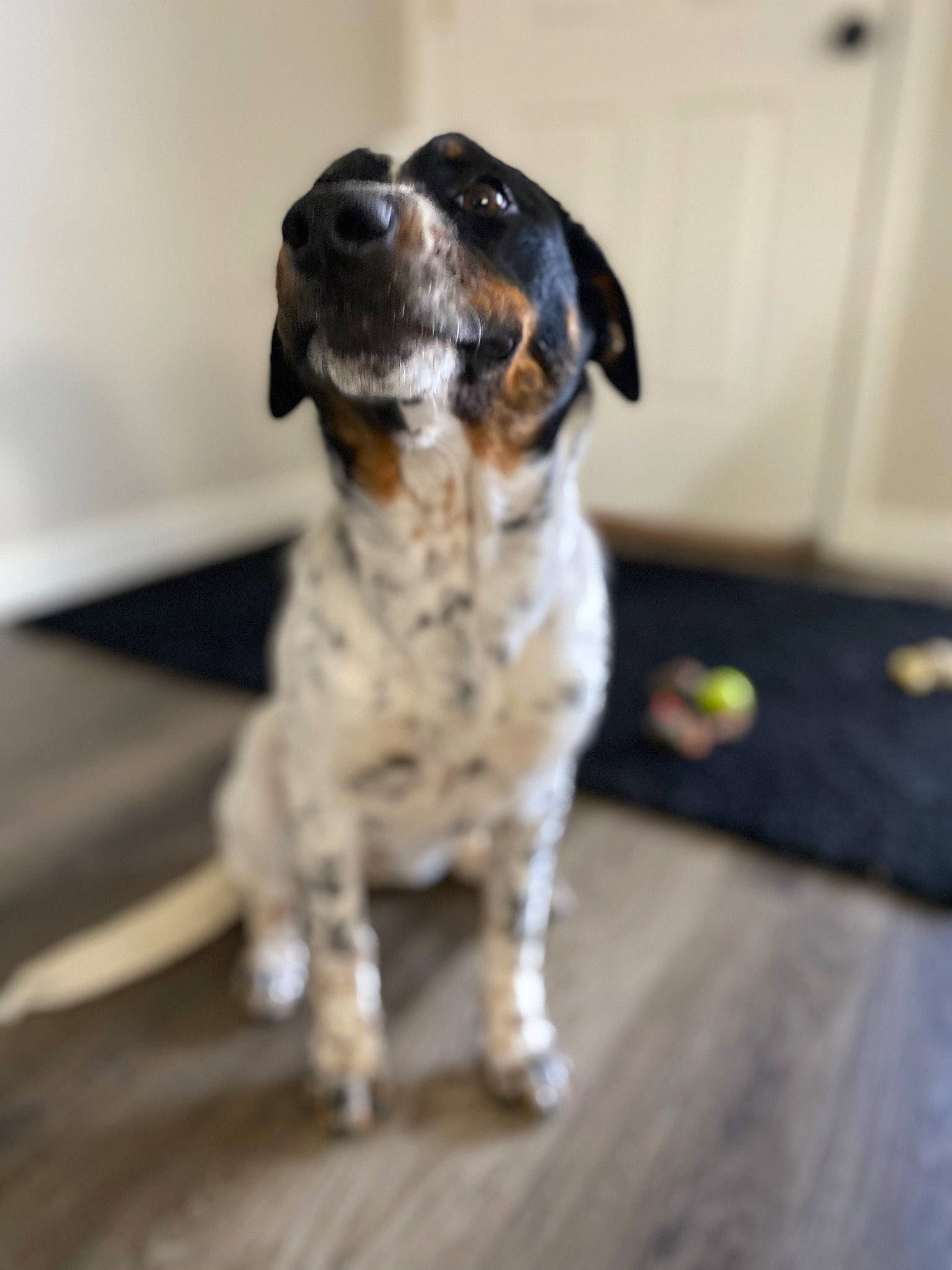 Tillie is registered to the contest to win money with this photo: braque_dauvergne, canidae, carnivore, companion_dog, dog, dog_breed, flooring, fur, gun_dog, hardwood, snout, sporting_group, wood, working_animal, working_dog