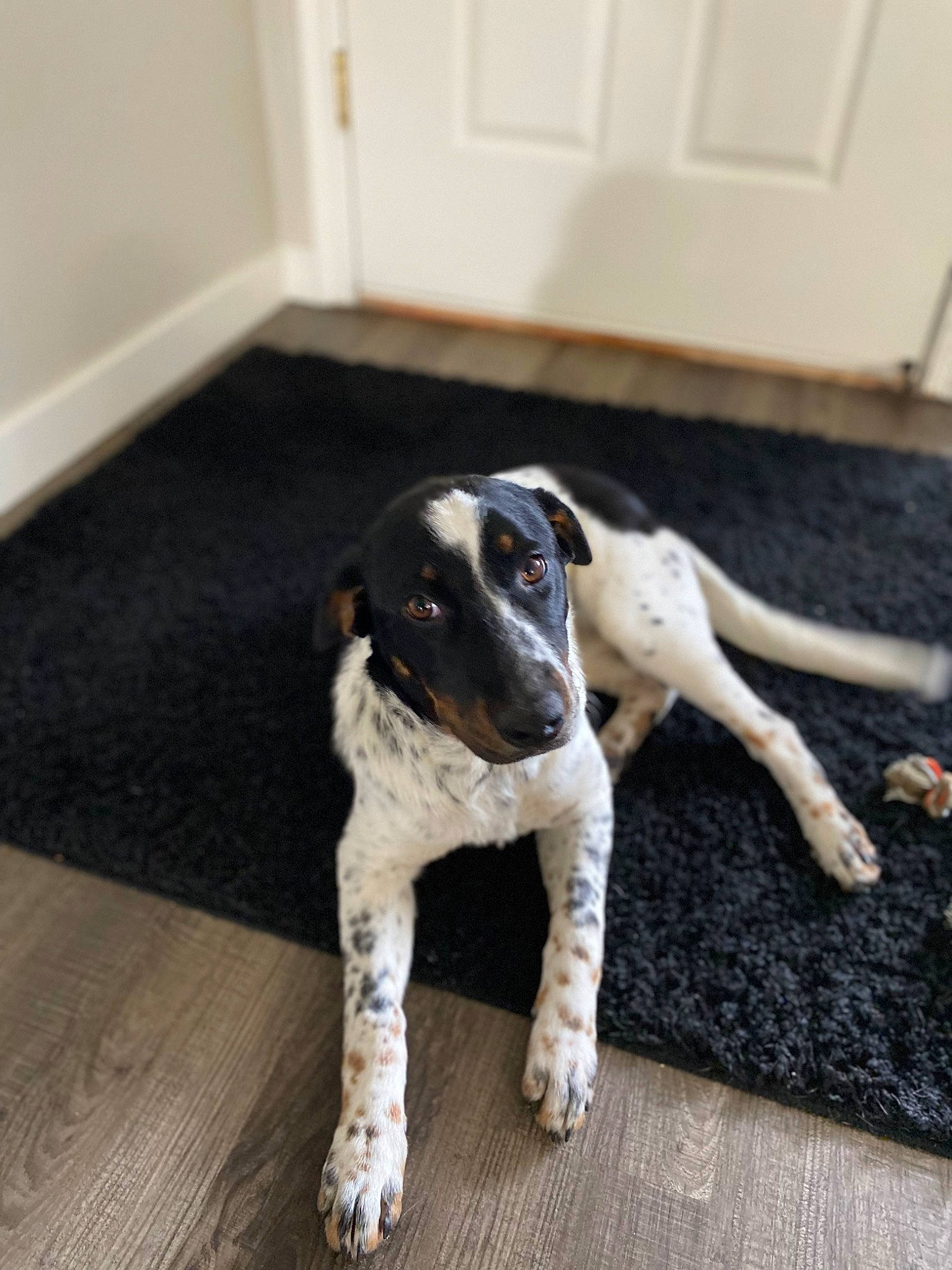 Tillie joined the competition — help win amazing prizes! carnivore, companion_dog, dog, dog_breed, fawn, floor, flooring, fur, hardwood, non_sporting_group, paw, sporting_group, tail, terrestrial_animal, wood, working_animal