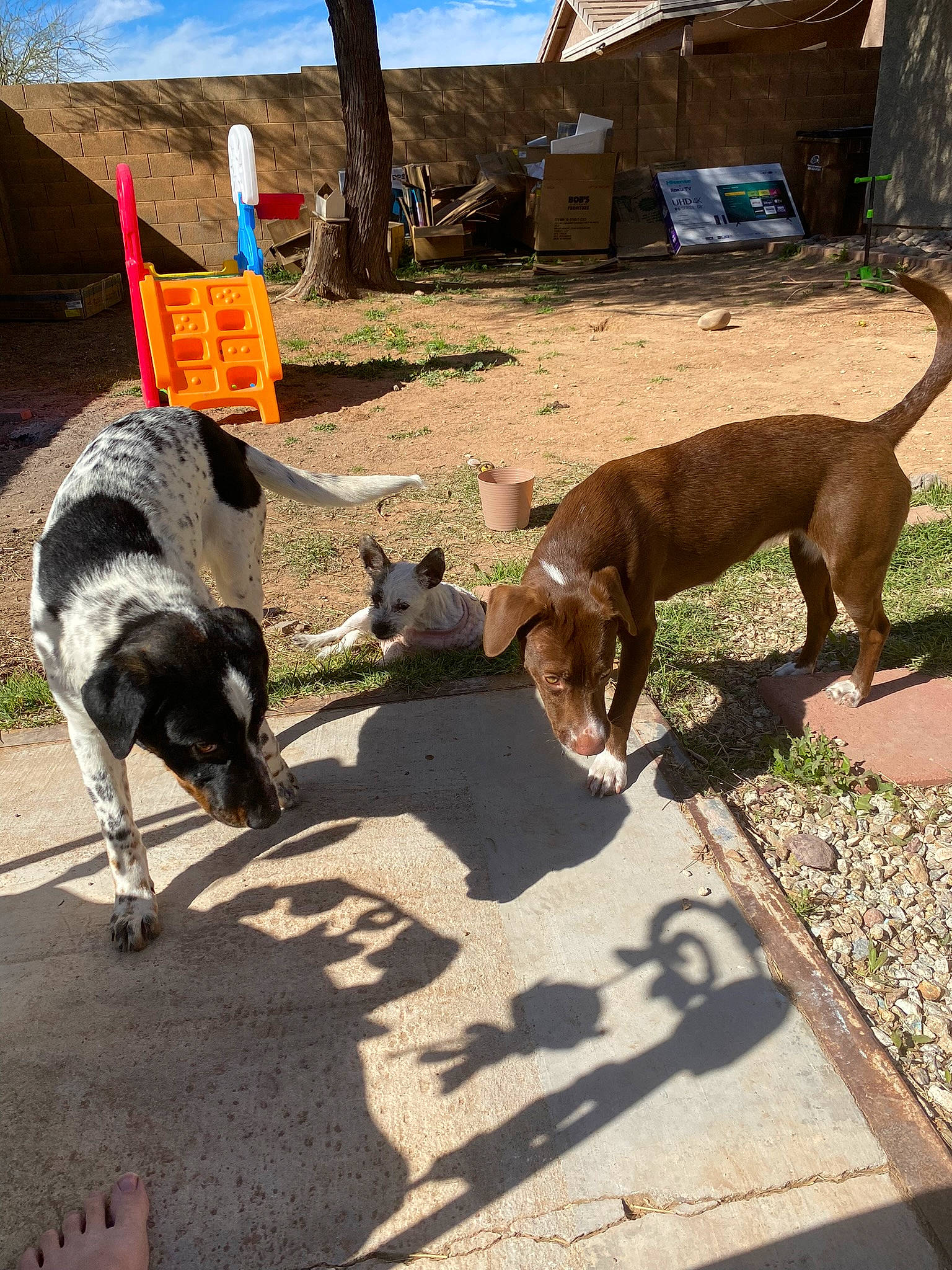 Tillie joined the competition — help win amazing prizes! canidae, carnivore, cloud, collar, companion_dog, dog, dog_breed, fawn, goat, herding_dog, landscape, leash, livestock, pack_animal, plant, shadow, sky, sporting_group, tail, working_animal