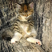 Mabel joined the competition — help win amazing prizes! kitten, cat, feline, pet, sleeping, relaxed, couch, furniture, indoor, cozy, paw, fur, tabby, striped, cute, animal, resting, small, adorable, texture