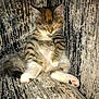 kitten, cat, feline, pet, sleeping, relaxed, couch, furniture, indoor, cozy, paw, fur, tabby, striped, cute, animal, resting, small, adorable, texture