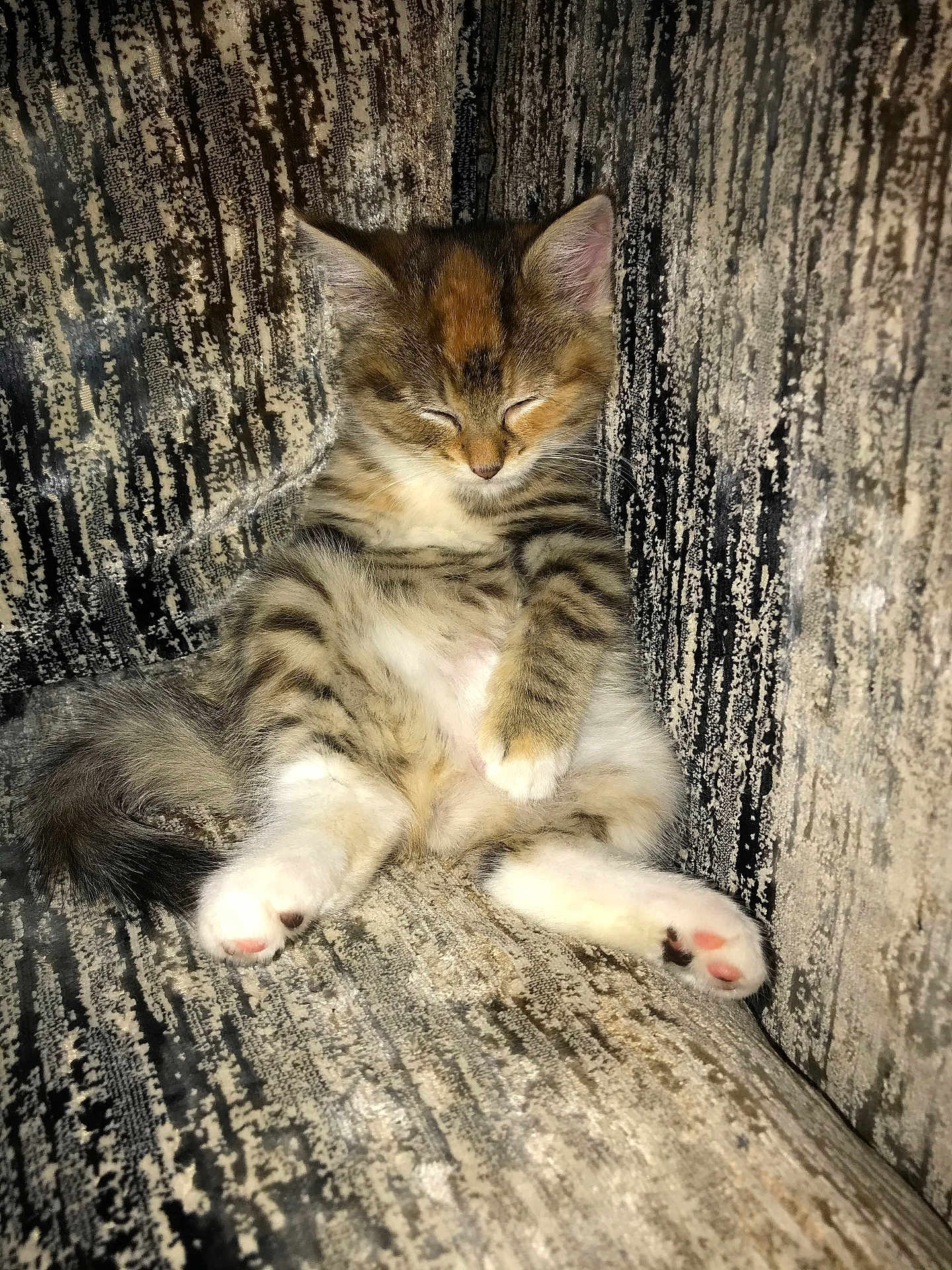 Mabel joined the competition — help win amazing prizes! kitten, cat, feline, pet, sleeping, relaxed, couch, furniture, indoor, cozy, paw, fur, tabby, striped, cute, animal, resting, small, adorable, texture