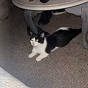 Sylvie is registered to the contest to win money with this photo: animal, black_and_white, carpet, cat, coffee_table, ears, flash_photography, furniture, home, indoors, kitten, living_room, lying_down, medicine_bottle, pet, relaxed, remote_control, tail, tissue, whiskers