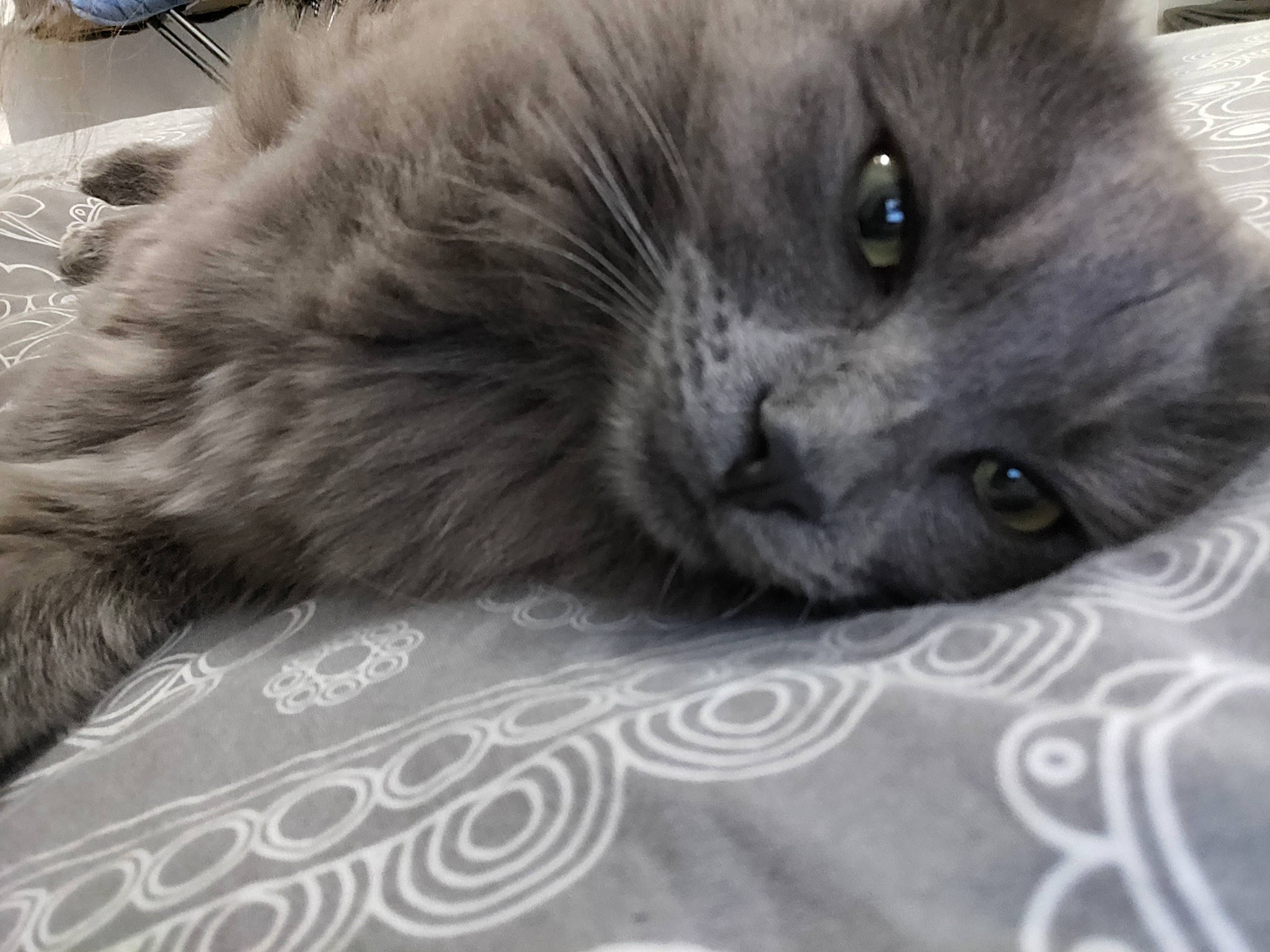 Octavia participe au concours pour gagner de l'argent avec cette photo : black_cat, carnivore, cat, claw, comfort, domestic_short_haired_cat, fawn, felidae, fur, grey, siamese, small_to_medium_sized_cats, snout, terrestrial_animal, whiskers, working_animal