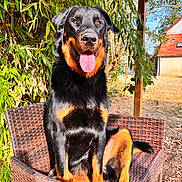 Arès participe au concours pour gagner de l'argent avec cette photo : dog, rottweiler, black_and_tan, pet, animal, sitting, chair, wicker, outdoor, garden, bamboo, backyard, sunlight, portrait, tongue_out, happy, brown, black, fur, housetop