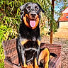 dog, rottweiler, black_and_tan, pet, animal, sitting, chair, wicker, outdoor, garden, bamboo, backyard, sunlight, portrait, tongue_out, happy, brown, black, fur, housetop