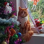 cat, christmas_tree, ornaments, tinsel, window, santa_claus, ladder, orange_cat, white_fur, festive, holiday, indoor, decoration, greenery, fluffy_tail, sitting, toy, plush, calm, daylight