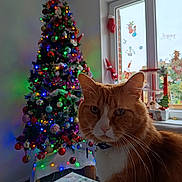 Fripouille participe au concours pour gagner de l'argent avec cette photo : cat, orange_cat, christmas_tree, holiday_decorations, colorful_lights, window, table, indoor, festive, ornaments, whiskers, collar, feline, decor, celebration, seasonal, home, pet, holiday, red_star