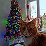 cat, orange_cat, christmas_tree, holiday_decorations, colorful_lights, window, table, indoor, festive, ornaments, whiskers, collar, feline, decor, celebration, seasonal, home, pet, holiday, red_star