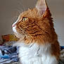 Fripouille a rejoint le concours — aidez-le/la à gagner de superbes lots ! cat, orange_cat, white_fur, fluffy, whiskers, pet, indoor, closeup, profile_view, yellow_eyes, collar, domestic_cat, feline, soft_fur, animal, cute, curious, side_view, mammal, house_pet