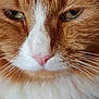 cat, close_up, ginger_cat, white_fur, pink_nose, whiskers, animal_face, pet, feline, fur_texture, eye, nostrils, cute, mammal, indoor, portrait, nose, mustache, soft_fur, animal