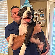 Morbie Jackson joined the competition — help win amazing prizes! man, dog, party_hat, indoor, smiling, holding, black_and_white_dog, window, blinds, bulletin_board, photographs, happy, tongue_out, short_hair, casual_clothing, home, arm, face, pet, celebration