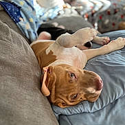 Marvey is registered to the contest to win money with this photo: bedding, blanket, brown_and_white, couch, cozy, dog, ears, face, home_interior, indoor, lying_down, nap_time, nose, paw, pet, portrait, puppy, relaxed, shallow_depth_of_field, sofa