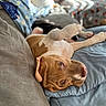 bedding, blanket, brown_and_white, couch, cozy, dog, ears, face, home_interior, indoor, lying_down, nap_time, nose, paw, pet, portrait, puppy, relaxed, shallow_depth_of_field, sofa