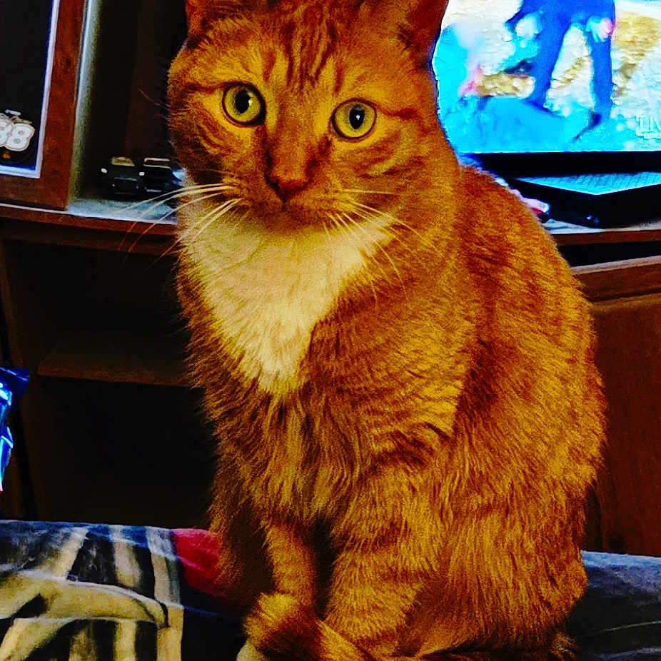 Amber Lynn is registered to the contest to win money with this photo: animal, background, blanket, cat, close_up, cozy, curious, domestic_cat, feline, fur, furniture, green_eyes, home, indoor, orange_tabby, pet, portrait, sitting, television, whiskers