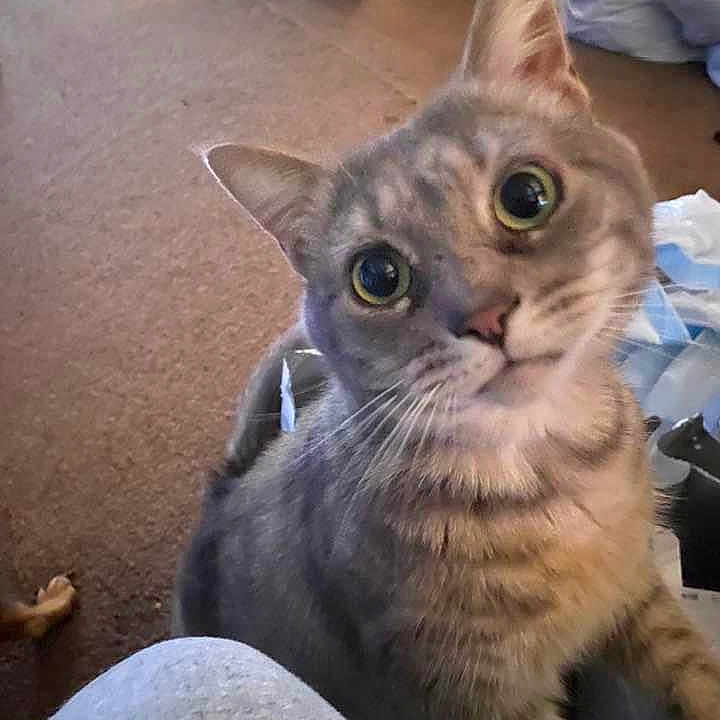 Peanut joined the competition — help win amazing prizes! abyssinian, angora, animal, blanket, cat, chair, couch, egyptiancat, face, furniture, head, indoors, kitten, manx, person, pet, selfie, siamese, snout, wood