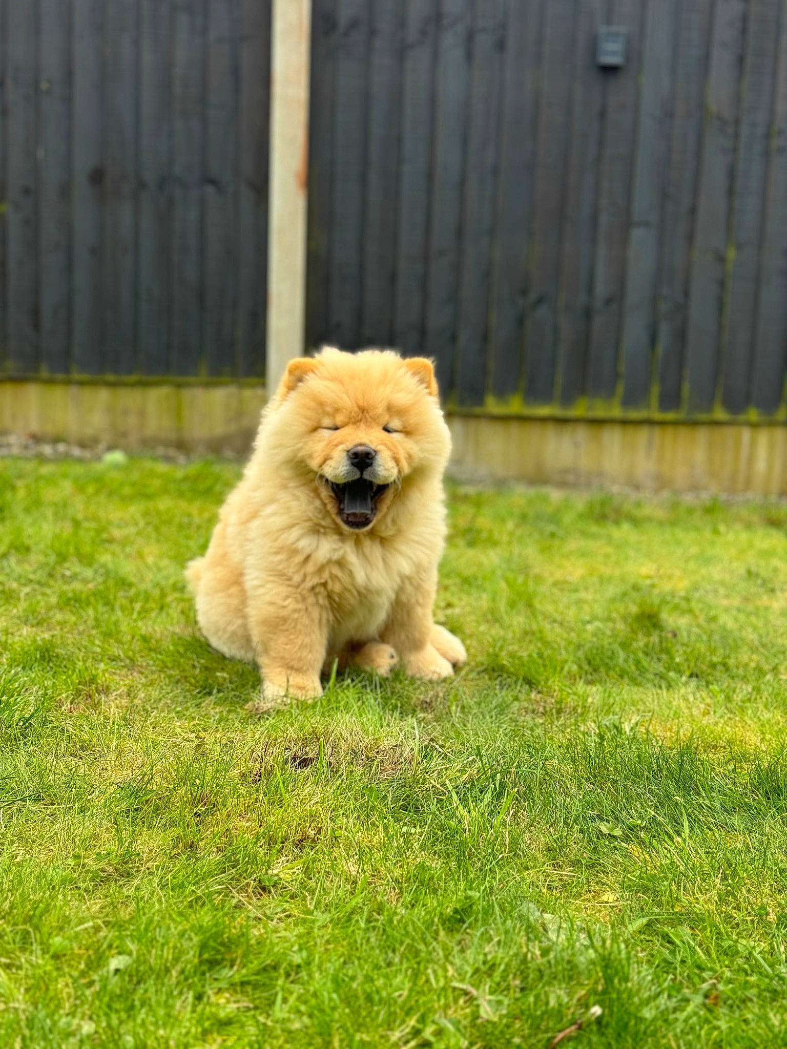 Otis joined the competition — help win amazing prizes! ancient_dog_breeds, canidae, carnivore, companion_dog, dog, dog_breed, fawn, fence, fur, german_spitz, german_spitz_klein, grass, home_fencing, non_sporting_group, puppy, snout, spitz, sporting_group, tail, toy_dog