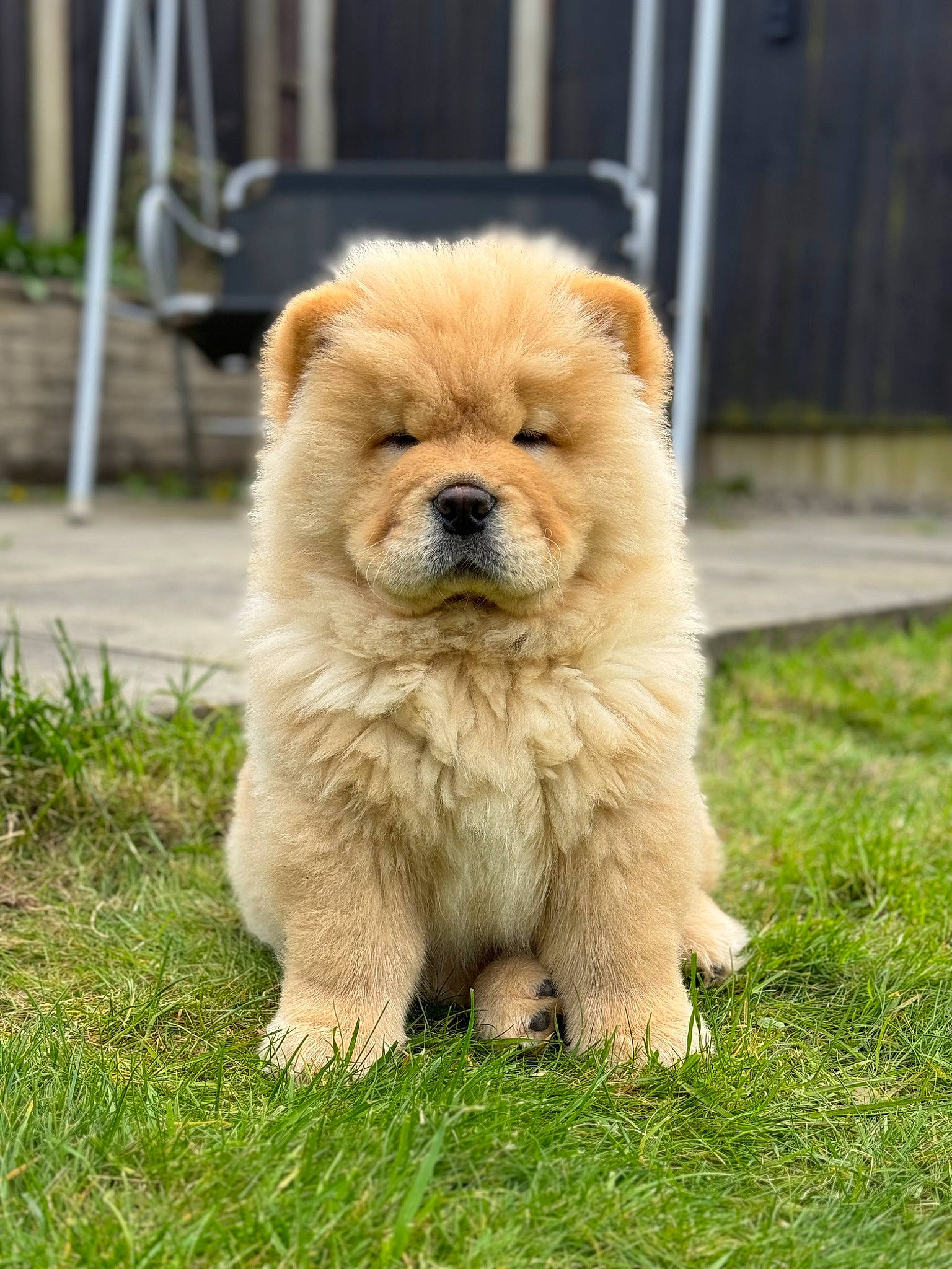 Otis joined the competition — help win amazing prizes! ancient_dog_breeds, canidae, carnivore, companion_dog, dog, dog_breed, fawn, fur, german_spitz, german_spitz_klein, grass, non_sporting_group, plant, snout, spitz, sporting_group, terrestrial_animal, toy_dog, whiskers, working_animal