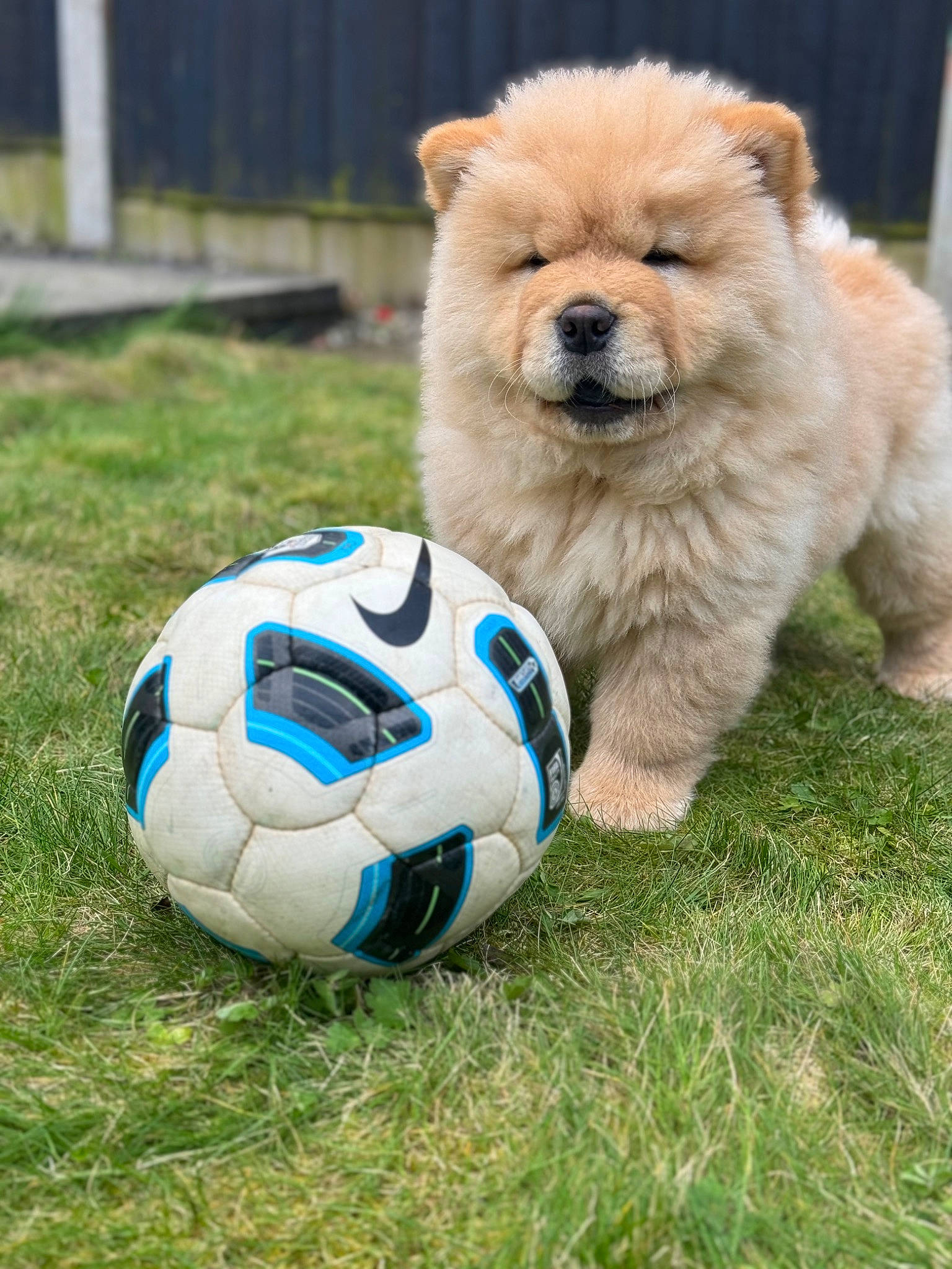 Otis joined the competition — help win amazing prizes! ball, carnivore, companion_dog, dog, dog_breed, dog_supply, football, german_spitz_klein, grass, player, soccer, soccer_ball, spitz, sports, sports_equipment, sports_gear, team_sport, toy_dog, womens_football, working_animal