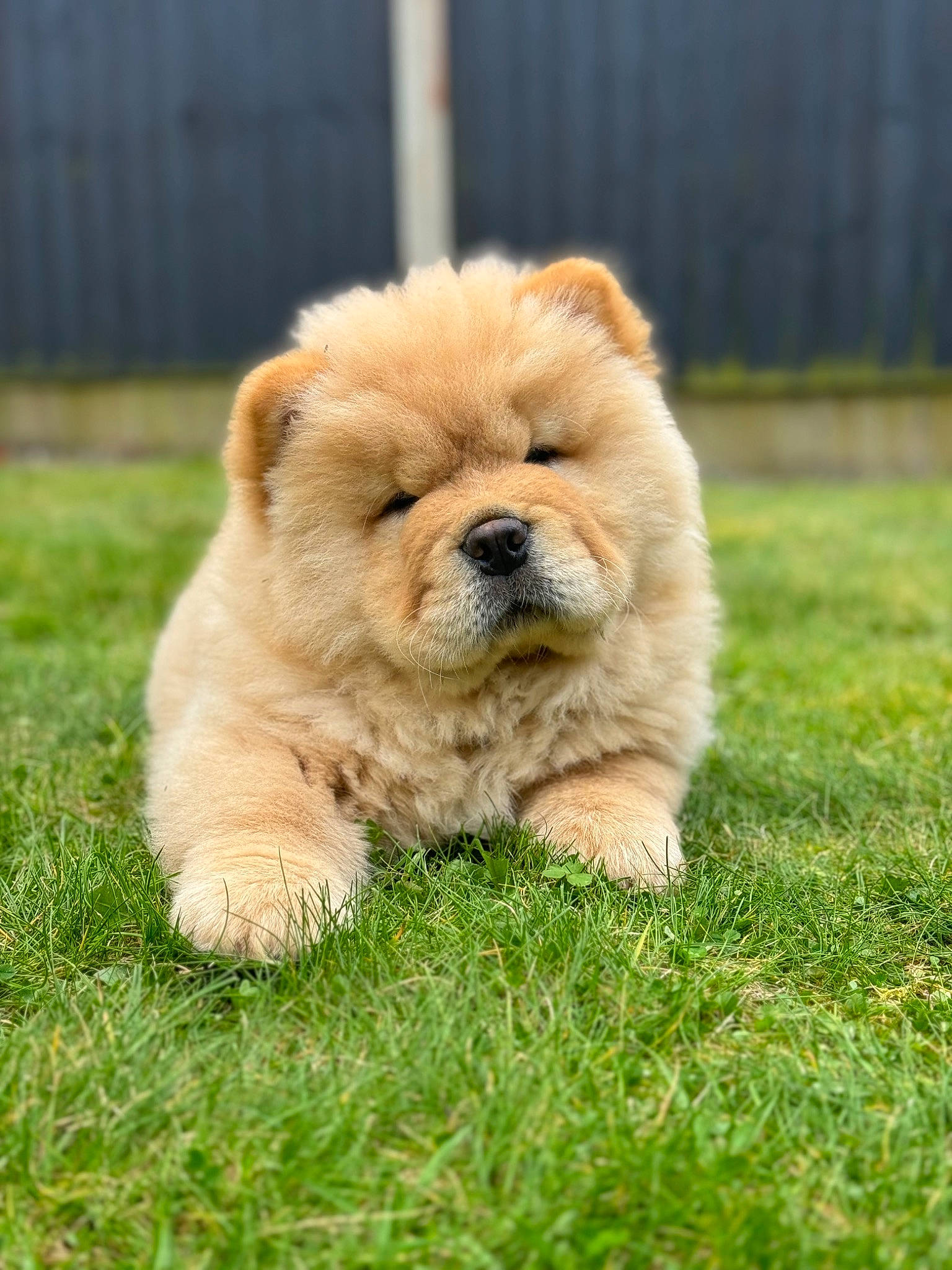 Otis is registered to the contest to win money with this photo: ancient_dog_breeds, canidae, carnivore, chow_chow, companion_dog, dog, dog_breed, fawn, fur, grass, liver, non_sporting_group, plant, puppy, snout, sporting_group, terrestrial_animal, toy_dog, whiskers, working_animal