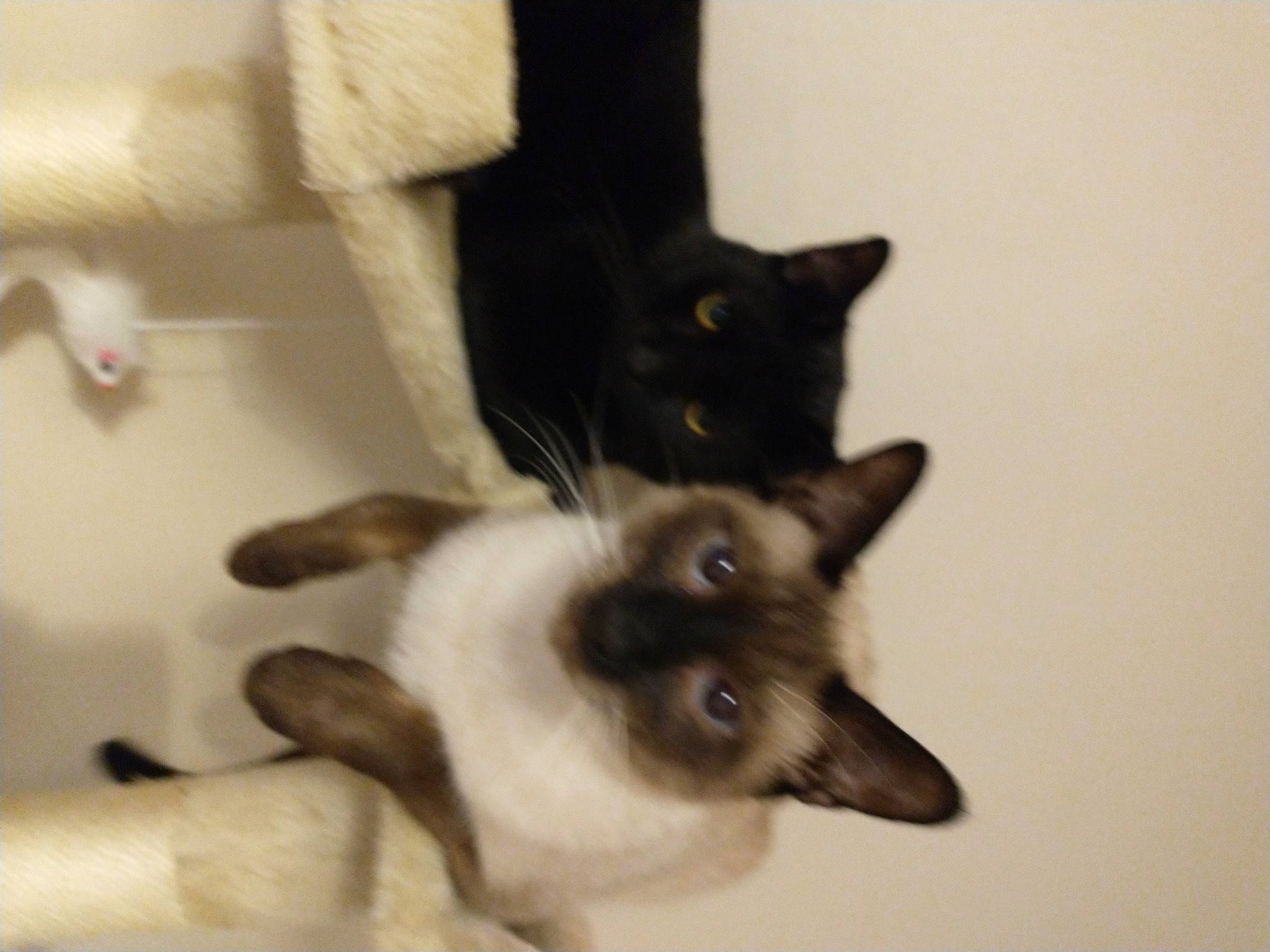 Dobby joined the competition — help win amazing prizes! balinese, carnivore, cat, domestic_short_haired_cat, felidae, fur, paw, siamese, small_to_medium_sized_cats, tail, whiskers