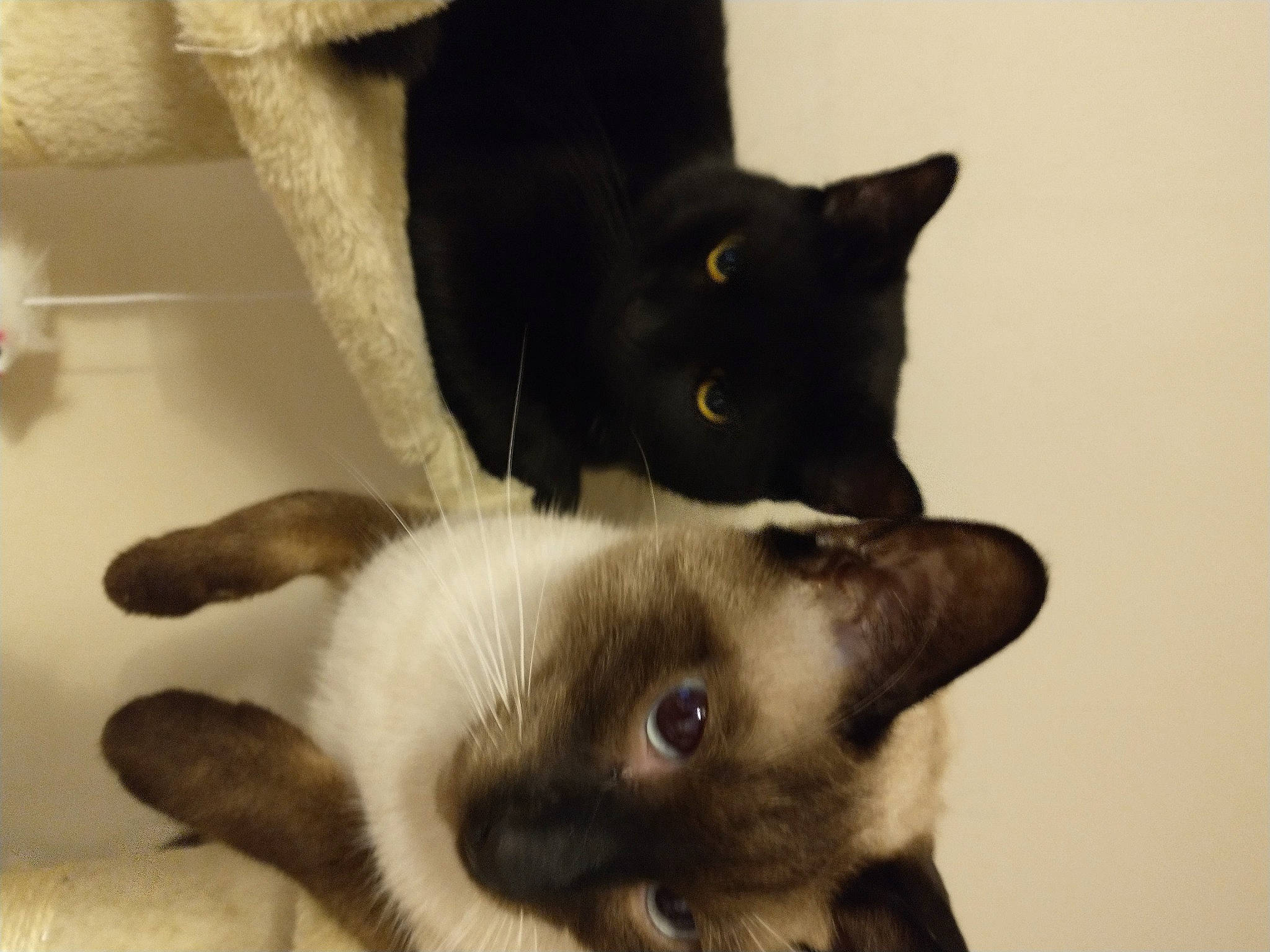 Dobby joined the competition — help win amazing prizes! balinese, carnivore, cat, domestic_short_haired_cat, ear, felidae, fur, paw, siamese, small_to_medium_sized_cats, snout, tail, thai, whiskers, window