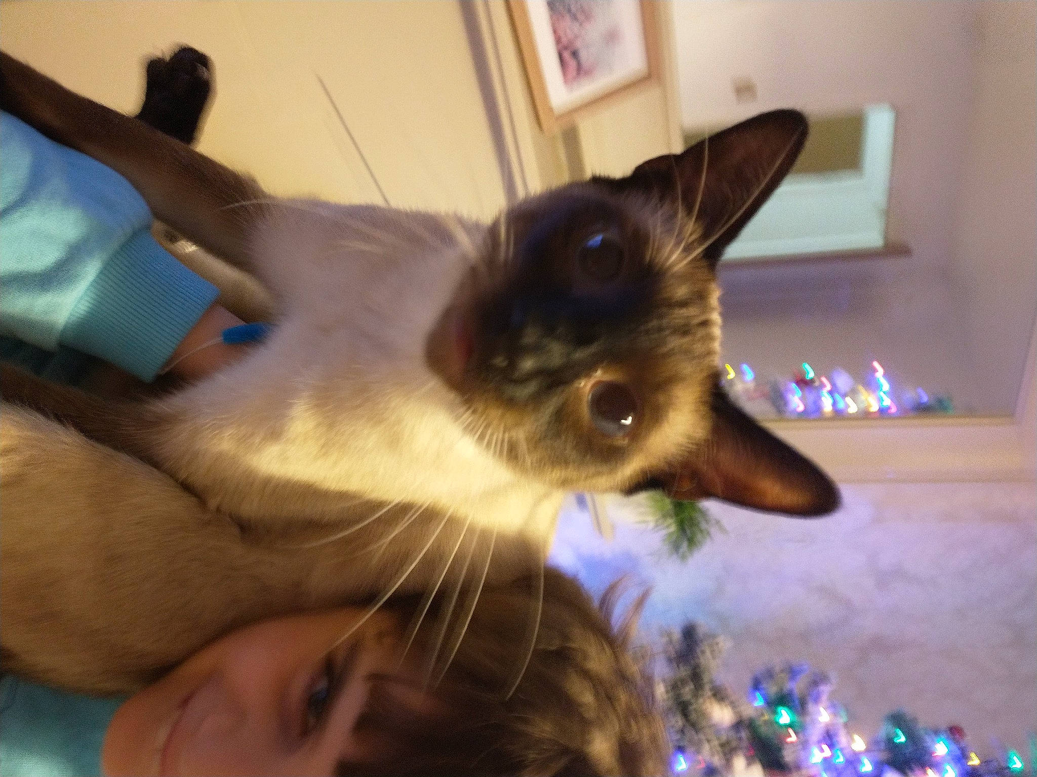 Dobby is registered to the contest to win money with this photo: balinese, canidae, carnivore, cat, dog_breed, domestic_short_haired_cat, event, fawn, felidae, fur, holiday, paw, picture_frame, siamese, small_to_medium_sized_cats, snout, tail, thai, tree, whiskers