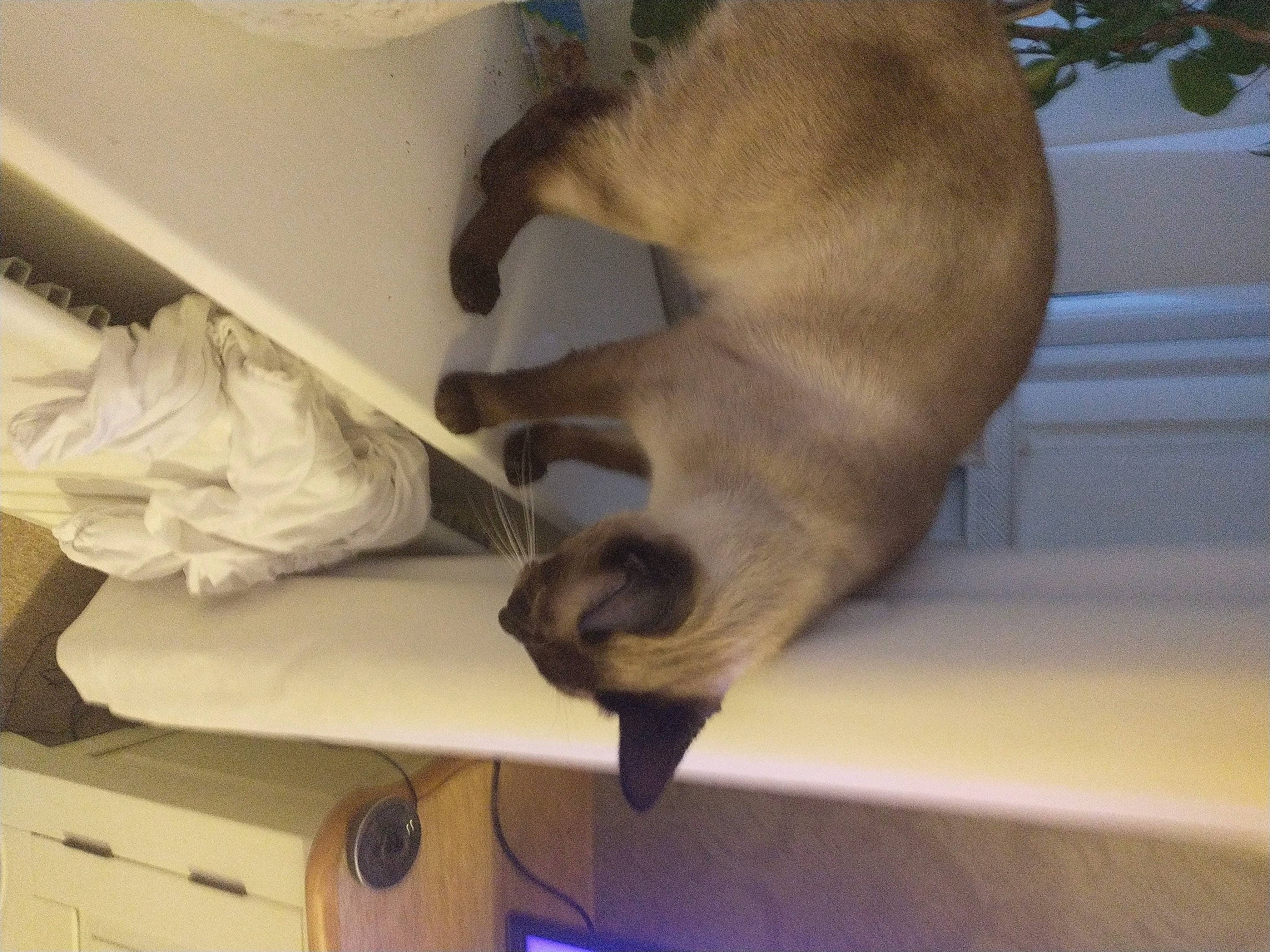 Dobby joined the competition — help win amazing prizes! balinese, cabinetry, canidae, carnivore, cat, comfort, dog_breed, domestic_short_haired_cat, fawn, felidae, fur, hardwood, room, siamese, small_to_medium_sized_cats, sporting_group, tail, thai, whiskers, wood