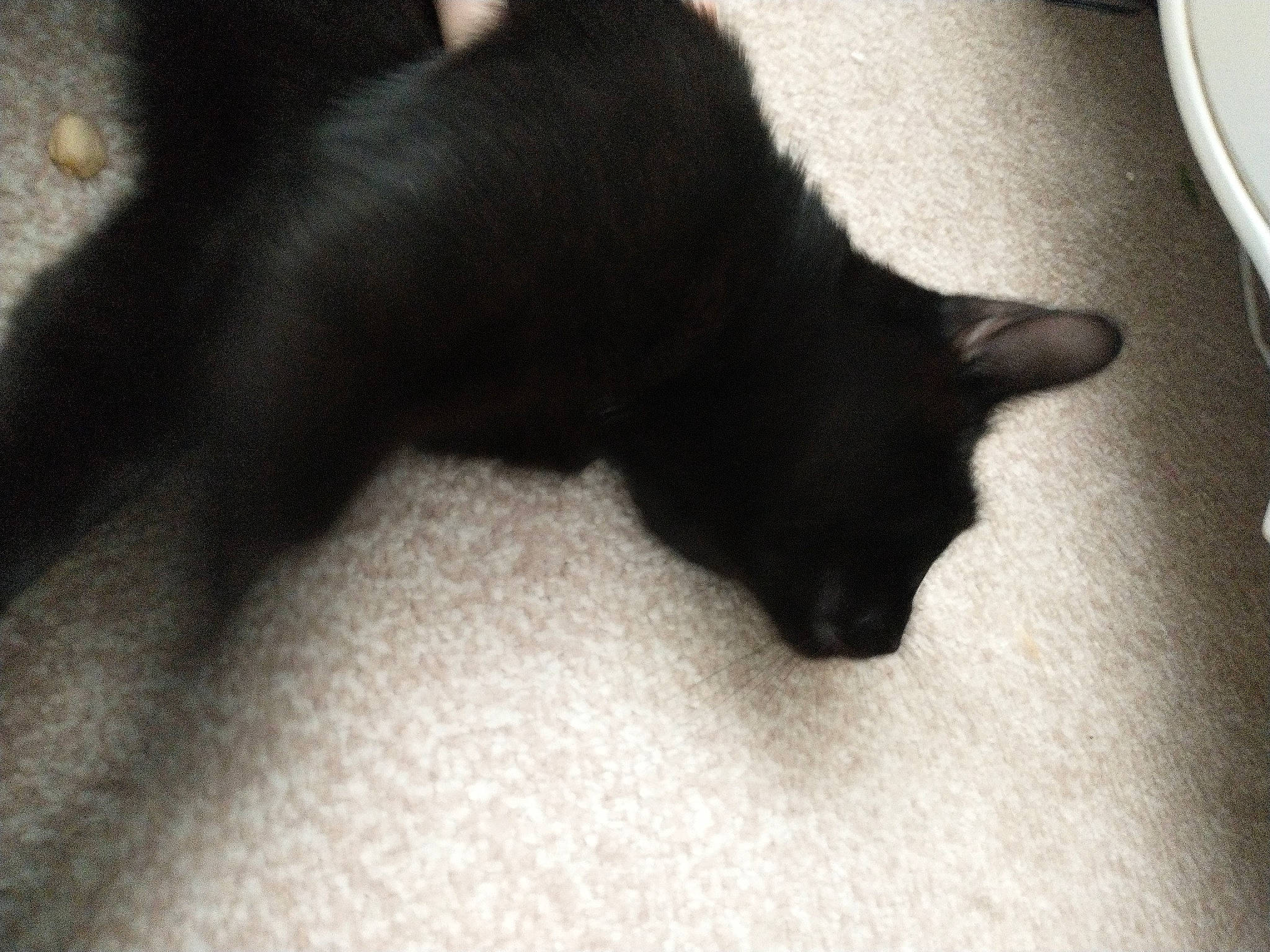 Midnight joined the competition — help win amazing prizes! black_cat, carnivore, cat, claw, comfort, domestic_short_haired_cat, felidae, flooring, fur, gesture, human_leg, monochrome_photography, paw, shadow, small_to_medium_sized_cats, snout, tail, terrestrial_animal, tints_and_shades, whiskers