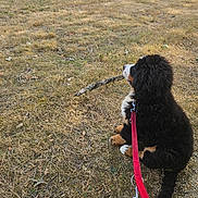 Bacchus participe au concours pour gagner de l'argent avec cette photo : animal, bernese_mountain_dog, black, brown, canine, dog, dry_grass, field, fur, grass, leash, nature, outdoor, pet, playful, puppy, sitting, stick, white, young