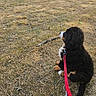 dog, puppy, bernese_mountain_dog, leash, stick, grass, dry_grass, outdoor, nature, animal, pet, sitting, brown, black, white, fur, canine, playful, young, field