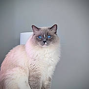 Ryuck participe au concours pour gagner de l'argent avec cette photo : animal, blue_eyes, calm, cat, feline, fluffy, front_view, gray_fur, indoor, long_hair, minimalist, pet, photography, pointed_ears, portrait, radiator, sitting, soft_lighting, whiskers, white_fur