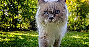 Ryuck a rejoint le concours — aidez-le/la à gagner de superbes lots ! animal, blue_eyes, bokeh, cat, closeup, ears, feline, fluffy, fur, garden, grass, greenery, long_hair, nature, outdoor, pet, portrait, standing, walking, whiskers
