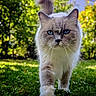 animal, blue_eyes, bokeh, cat, closeup, ears, feline, fluffy, fur, garden, grass, greenery, long_hair, nature, outdoor, pet, portrait, standing, walking, whiskers