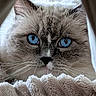 Ryuck participe au concours pour gagner de l'argent avec cette photo : animal, blanket, blue_eyes, cat, closeup, cozy, cream_colored, cute, face, fluffy, fur, head, indoors, long_hair, mammal, pet, photography, portrait, staring, whiskers