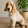 dog, puppy, golden_retriever, sitting, indoors, portrait, fur, floppy_ears, long_hair, brown_eyes, black_nose, white_fur, golden_fur, wooden_floor, houseplant, potted_plant, home, wall, cute, pet