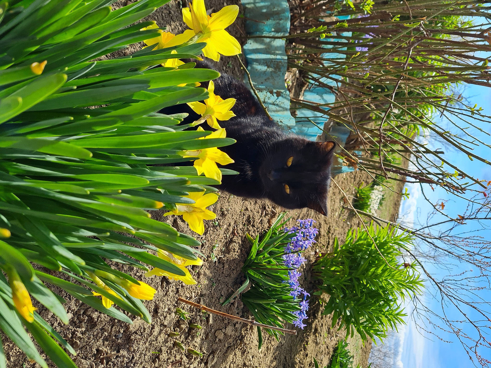 Martta participe au concours pour gagner de l'argent avec cette photo : arecales, botany, carnivore, electric_blue, evergreen, felidae, flower, flowering_plant, grass, plant, shrub, sky, terrestrial_animal, terrestrial_plant, tree, trunk, twig, vegetation, vertebrate, window