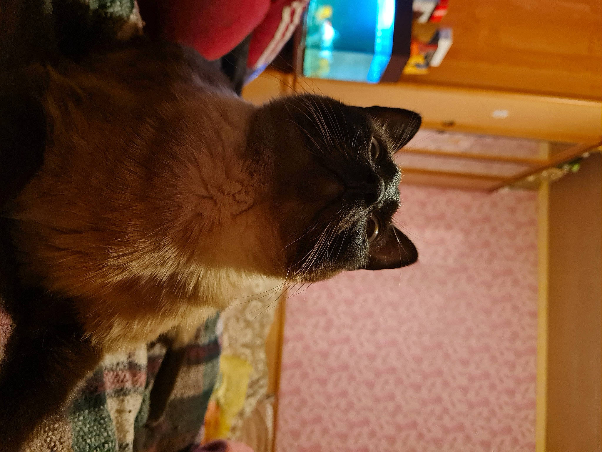 Martta participe au concours pour gagner de l'argent avec cette photo : baseball_cap, cap, carnivore, cat, comfort, dog_breed, domestic_short_haired_cat, ear, fawn, felidae, fur, hat, helmet, small_to_medium_sized_cats, snout, sporting_group, tail, thai, whiskers, wood