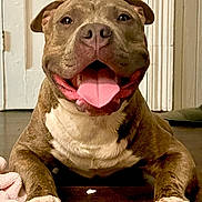 Gauge is registered to the contest to win money with this photo: dog, canine, pet, tongue_out, happy, smiling, lying_down, floor, wooden_floor, indoor, door, brown_fur, white_fur, paw, claws, close_up, animal, domestic_animal, friendly, companion