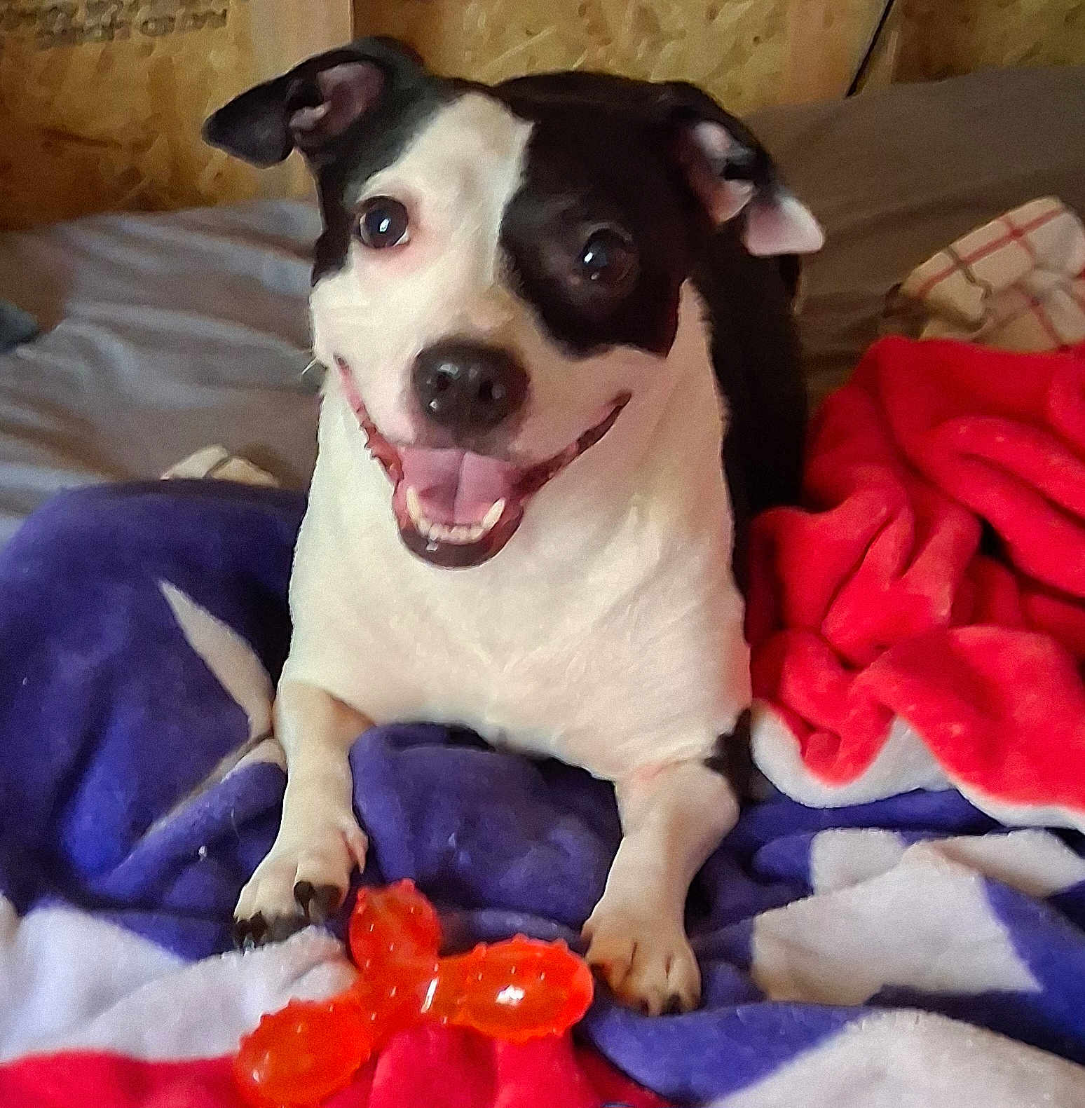Squishy Puss is registered to the contest to win money with this photo: dog, black_and_white, smiling, tongue_out, toy, orange_toy, blanket, red_blanket, purple_blanket, cozy, indoor, pet, cute, happy, paw, fur, bed, playing, animal, companion