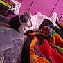 Squishy Puss joined the competition — help win amazing prizes! dog, lying_down, bed, quilt, colorful, relaxed, black_and_white, indoors, wall, wooden_wall, muzzle, nose, fur, sleeping, pet, domestic_animal, comfort, resting, cozy, side_view