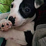 Squishy Puss joined the competition — help win amazing prizes! puppy, dog, black_and_white, close_up, paw, cute, pet, lying_down, blanket, cozy, fur, animal, indoor, portrait, young_dog, snout, ears, resting, soft, domestic_animal