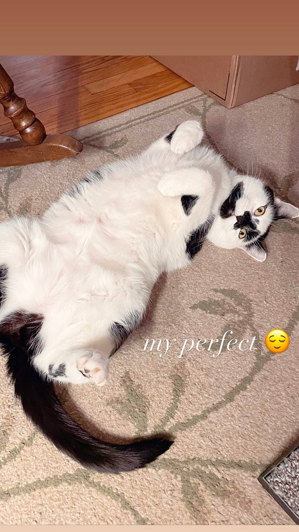 Jaxson is registered to the contest to win money with this photo: canidae, carnivore, cat, comfort, companion_dog, dog_breed, fawn, felidae, flooring, fur, hardwood, nap, paw, small_to_medium_sized_cats, snout, sporting_group, tail, terrestrial_animal, whiskers, wood