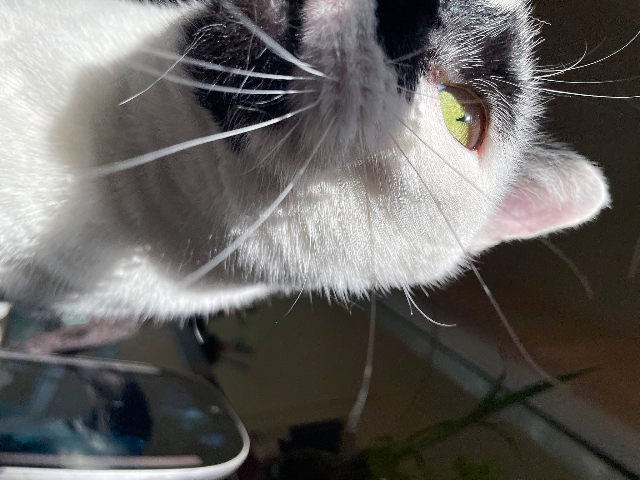 Jaxson joined the competition — help win amazing prizes! automotive_exterior, automotive_lighting, carnivore, cat, domestic_short_haired_cat, family_car, felidae, fur, light, motor_vehicle, photography, small_to_medium_sized_cats, snout, tail, vehicle, whiskers, windshield